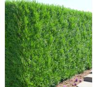 Carbeth Plants 50 X Western Red Cedar Bare Root Hedging - 40-60Cm High Thuja Plicata Evergreen Shrubs For Privacy Screening Or Garden Boundaries