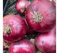 Carbeth Plants 500G - Red Baron Onion Planting Sets