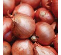 Carbeth Plants 500G Red Sun Shallot Sets - Easy To Grow Bulbs - Perfect For Cooking & Storing