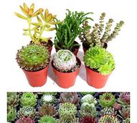Carbeth Plants 6 Sempervivum Succulent Mix - 3 Sempervivum - 3 Succulents In 5.5Cm Pots
