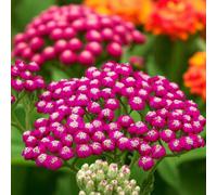 Carbeth Plants 6 X Achillea Yarrow Summer Wine Bare Roots For Planting - Wine Red Summer Flowering Garden Ready Perennial Shrub For Sunny Borders