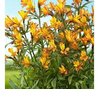 Carbeth Plants 6 X Alstroemeria Glory Of The Andes Bare Root - Yellow Peruvian Lily Pollinator Friendly Flowering Shrub For Borders & Gardens