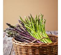 Carbeth Plants 6 X Asparagus Crown Mixed Roots For Planting - Premium Quality Vegetable Perennials For Kitchen Gardens & Allotments