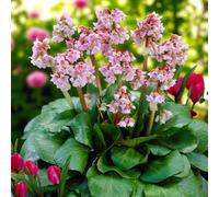 Carbeth Plants 6 X Bergenia Herbstblute Bare Root - Early Spring Flowering Pink Elephant Ears Evergreen Ground Cover Perennial Shrub