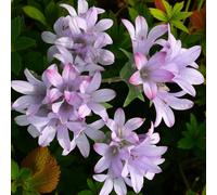 Carbeth Plants 6 X Campanula Caroline Bare Root - Lilac Pink Bellflower Pollinator Friendly Perennial - Ideal For Edging Borders Or Containers