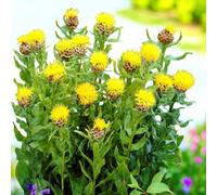 Carbeth Plants 6 X Centaurea Macrocephala Bare Root - Bold Yellow Summer Flowering Perennial With Thistle Like Flowers For Borders Or Containers