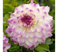 Carbeth Plants 6 X Dahlia Hapet Blue Eyes Summer Bulbs - Lilac White Decorative Summer Flowering Tubers - Herbaceous Perennial Garden Plant