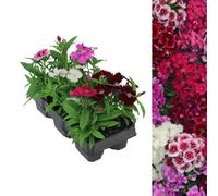 Carbeth Plants 6 X Dianthus Carnation Festival Mixed Pack - Colourful Flowers - Bedding Plants - Ideal For Pots, Containers & Beds In Uk Gardens