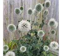 Carbeth Plants 6 X Echinops Snow King Bare Root - White Globe Thistle Pollinator Friendly Perennial For Wildlife & Architectural Borders