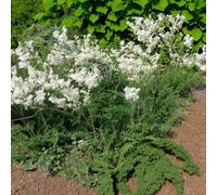 Carbeth Plants 6 X Filipendula Plena Bare Root - Double White Meadowsweet Clump Forming Pollinator Friendly Perennial For Moist Borders & Ponds