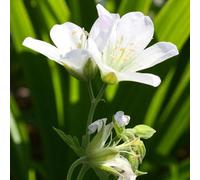 Carbeth Plants 6 X Geranium Album Bare Root - Hardy White Cranesbill Late Spring To Summer Low Maintenance Perennial For Borders & Ground Cover