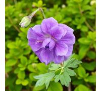 Carbeth Plants 6 X Geranium Plenum Bare Root - Compact Double Dark Pink Hardy Cranesbill Long Flowering Ground Cover Perennial For Borders