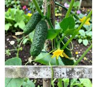 Carbeth Plants 6 X Gherkin Female Vegetable Plant - 9Cm Pot - Easy Grow Kitchen Garden