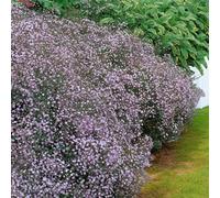 Carbeth Plants 6 X Gypsophila Pacifica Bare Root - Pink Babys Breath Summer Perennial Hardy Flowering Shrub For Borders & Cut Flower Gardens