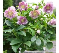Carbeth Plants 6 X Helleborus Double Ellen Pink Bare Root - Pink Winter Flowering Hardy Evergreen Hellebore Perennial Compact Shrub