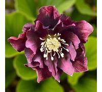 Carbeth Plants 6 X Helleborus Double Ellen Red Bare Root - Rich Double-Petalled Evergreen Hellebore Perennial Winter Flowering Shrub
