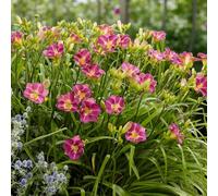 Carbeth Plants 6 X Hemerocallis Entrapment Bare Root - Ruffled Lavender Daylily With Yellow Eye Fragrant Summer Flowering Perennial Shrub