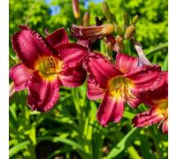 Carbeth Plants 6 X Hemerocallis Pardon Me Bare Root - Pink Red Fragrant Compact Daylily Perennial Low Maintenance Summer Flowering Shrub