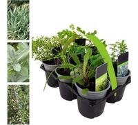 Carbeth Plants 6 X Herb Plants - Including Herbs Like Rosemary - Coriander - Mint - Chives - Lavender - 9Cm Pots Ready To Plant