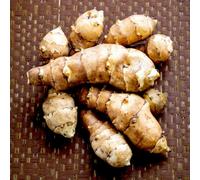 Carbeth Plants 6 X Jerusalem Artichoke Bare Roots For Planting - Helianthus Tuberosus Perennial Sunchokes Edible Tubers For Gardens & Allotments
