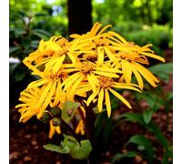 Carbeth Plants 6 X Ligularia Dentata Pandora Bare Root - Yellow Summer Flowering Compact Moisture Loving Perennial Shrub For Boggy Locations