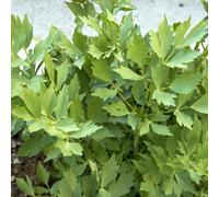 Carbeth Plants 6 X Lovage Bare Roots For Planting - Easy Grow Hardy Levisticum Officinale Perennial Herb Culinary Plant For Soups Stews & Salads