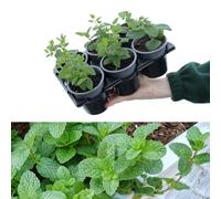 Carbeth Plants 6 X Mixed Mint Plants In 9Cm Pots - Very Fragrant - Ideal For Cooking