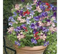 Carbeth Plants 6 X Mixed Sweet Pea Plants In 9Cm Pots - (Not Seeds) Several Plants In Each Pot
