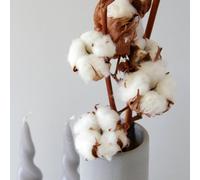 Carbeth Plants 6 X Natural Dried Cotton Stems - Approx. 60Cm In Height - Dried Flowers - Ideal For Home Décor - Flower Arranging