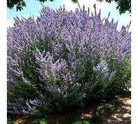 Carbeth Plants 6 X Perovskia Little Spire Bare Root - Hardy Compact Russian Sage Perennial Shrub Summer Flowering Plant