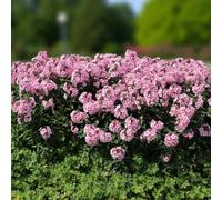 Carbeth Plants 6 X Phlox Bright Eyes Bare Root - Summer Flowering Pink Fragrant With Red Eye Pollinator Friendly Perennial For Mixed Borders