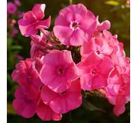 Carbeth Plants 6 X Phlox Pink Attraction Bare Root - Bold Pink Red Fragrant Flowering Pollinator Friendly Perennial Shrub For Mixed Borders