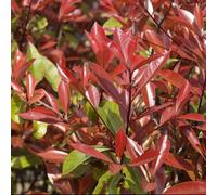Carbeth Plants 6 X Photinia Red Robin Plants - 9Cm Pots - Ready To Plant