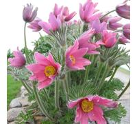 Carbeth Plants 6 X Pulsatilla Rosea Bare Root - Delicate Pink Spring Pasqueflower Flowering Perennial For Rock Gardens And Low Growing Borders