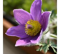 Carbeth Plants 6 X Pulsatilla Vulgaris Bare Root - Hardy Purple Blue Pasqueflower Perennial Spring Flowering Shrub For Rockeries And Low Borders