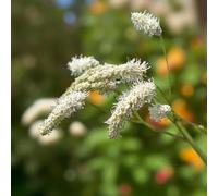 Carbeth Plants 6 X Sanguisorba Alba Bare Root White Airy Bottlebrush Blooms For Summer Interest Pollinator Friendly Easy To Grow Shrub