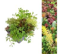 Carbeth Plants 6 X Sedum Stonecrop Plant Mix In 9Cm Pots - Mixed Varieties - Evergreen Outdoor Succulents - Uk Hardy - Rockery Plants