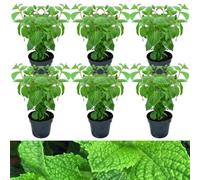 Carbeth Plants 6 X Slug Off Mint Plants In 9Cm Pots - Aromatic Plants To Deter Slugs
