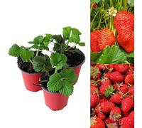 Carbeth Plants 6 X Strawberry Elsanta Fruit Plants In 9Cm Pots - Grow Your Own