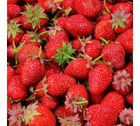 Carbeth Plants 6 X Strawberry Mixed Fruit Plants In 9Cm Pots - Grow Your Own