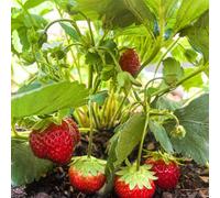 Carbeth Plants 6 X Strawberry Red Gauntlet Fruit Plants - Hardy Garden Bushes In 9Cm Pots - Grow Your Own