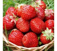 Carbeth Plants 6 X Strawberry Sweetheart Fruit Plants In 9Cm Pots - Grow Your Own