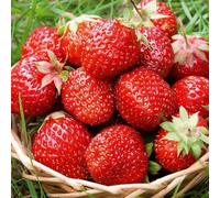 Carbeth Plants 6 X Strawberry Symphony Bare Roots - Grow Your Own Strawberries