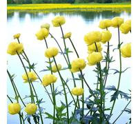 Carbeth Plants 6 X Trollius Lemon Queen Bare Root Pale Yellow Globeflower Hardy Perennial Late Spring To Summer Flowering