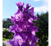 Carbeth Plants 60 X Gladioli Blue Isle Summer Flowering Bulbs - Purple Gladiolus Sword Lilies Pollinator Friendly Herbaceous Perennial Corms