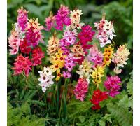 Carbeth Plants 60 X Ixia Mixed Summer Bulbs - African Corn Lily Herbaceous Perennial Flower Bulb Corms - Garden Bulbs For Planting Outdoors