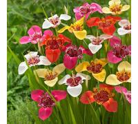 Carbeth Plants 60 X Tigridia Pavonia Summer Bulb Mix Red Yellow White Purple - Peacock Tiger Flower Herbaceous Perennials - Outdoor Planting