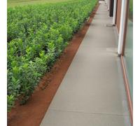 Carbeth Plants 7 X Euonymus Europaeus Bare Root Hedging - 40-60 Cm European Spindle Hardy Garden Ready Shrubs For Wildlife & Colourful Borders