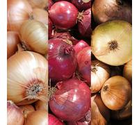 Carbeth Plants 750G Winter Onion Sets Mix - Red Baron/stuttgarter Giant/centurion