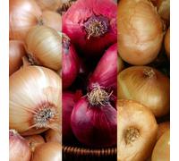 Carbeth Plants 750G Winter Onion Sets Mix - Red Winter/senshyu Yellow/radar